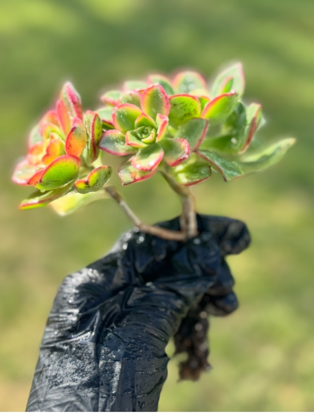 Aeonium "Kiwi"  Succulent Plant - Picture 6 of 17